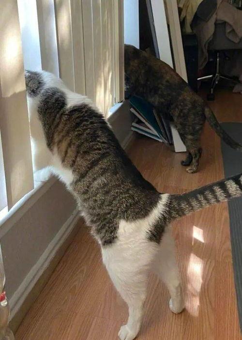 热闹的吃瓜猫咪视频,一场热闹的猫咪视频狂欢