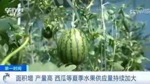 吃瓜群众有口福视频,视频揭秘美食盛宴