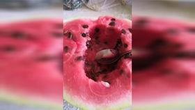 七夕吃瓜现场视频在线观看,甜蜜与槽点并存，网友热议不断