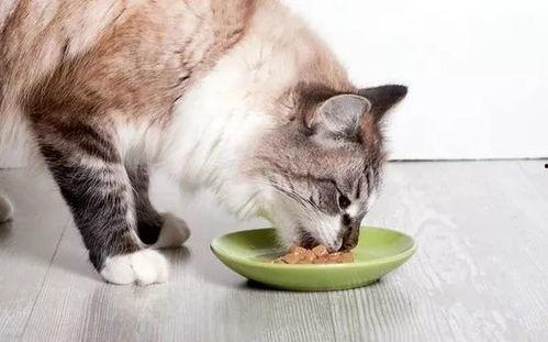 猫咪酱油吃瓜视频,猫咪吃瓜视频萌翻网友