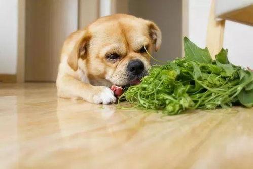 煎饼狗子吃瓜视频大全下载,趣味横生的萌宠瞬间集锦