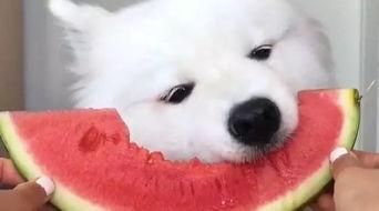 鹦鹉吃瓜群众视频真实版,揭秘真实版网络热传视频幕后趣事