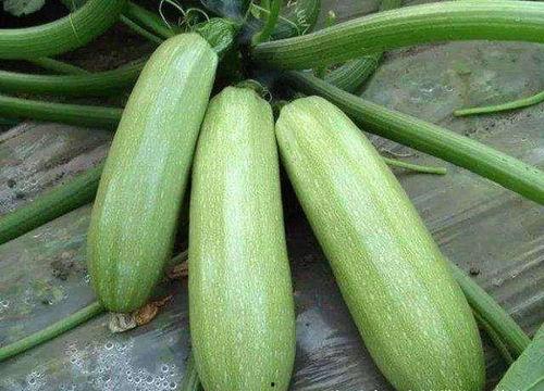 吃货主播西葫芦瓜视频在线观看,跟随吃货主播探索美味佳肴