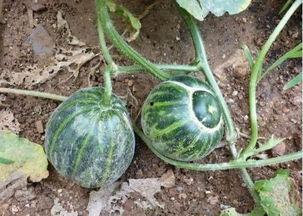 汾阳吃瓜视频叫爸爸,网友纷纷喊话“爸爸”