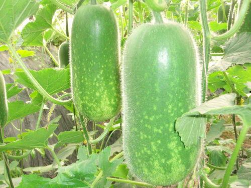 潮汕趣味吃瓜视频大全,解锁地道的潮汕美食文化