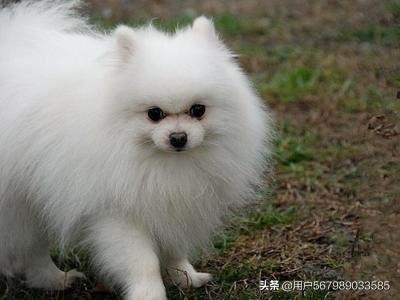 博美吃瓜视频全集,视频全集深度解析